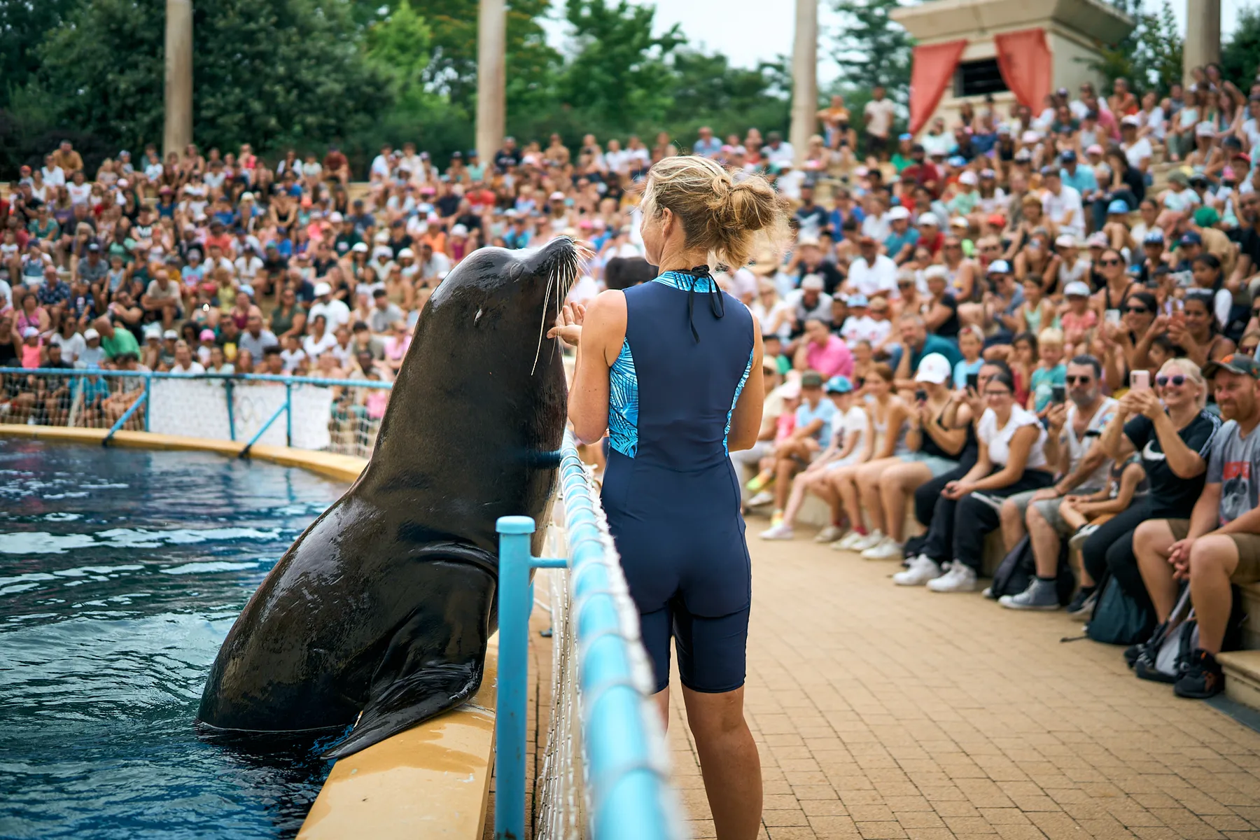 Show des Otaries 